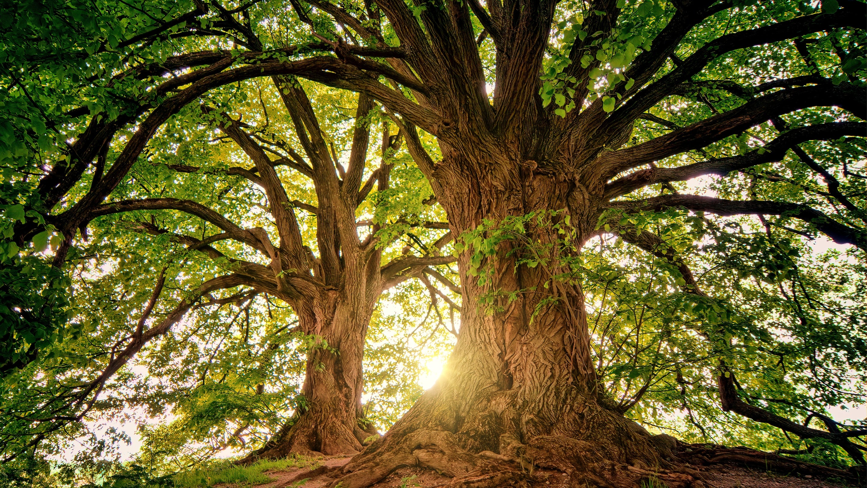 Large tree with a thick trunk and sprawling branches in a forest setting