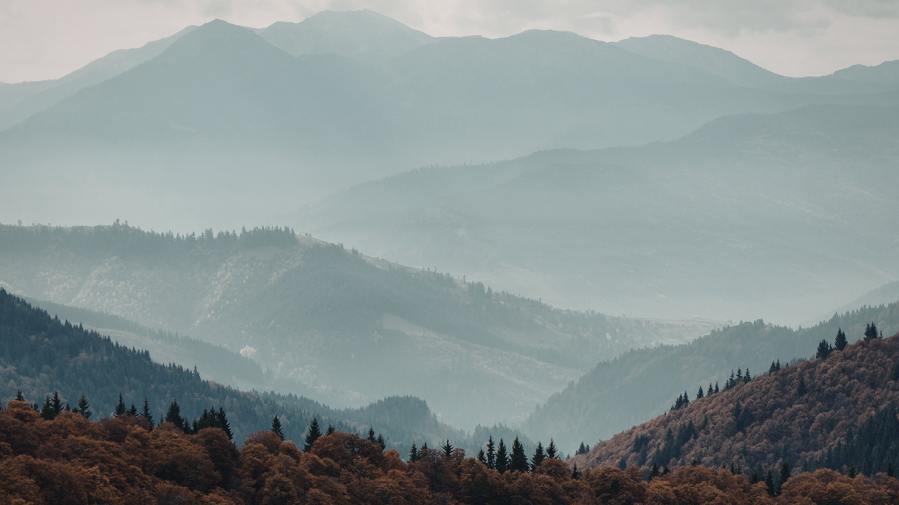 Hazy mountain landscape with trees in the foreground