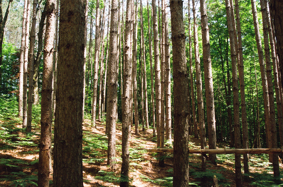 Forest trees in daylight